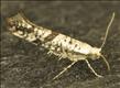 0414 (20.015) Argyresthia curvella